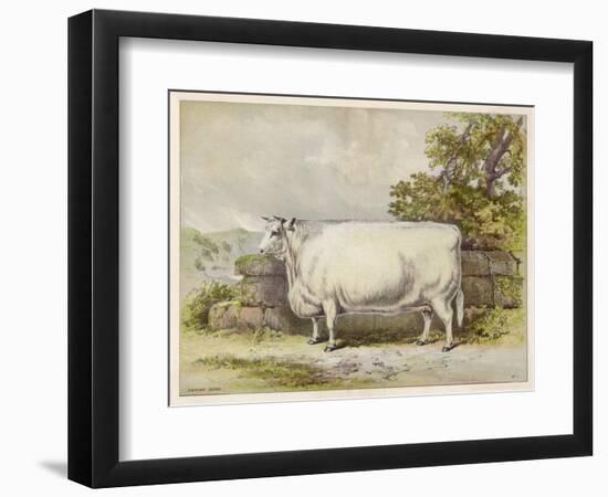 Champion White Shorthorn Heifer Exhibited at Smithfield December 1874-null-Framed Art Print