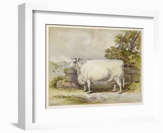 Champion White Shorthorn Heifer Exhibited at Smithfield December 1874-null-Framed Art Print