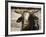 Championship Bulls at the Mequite Rodeo Ranch-Tim Sharp-Framed Photographic Print