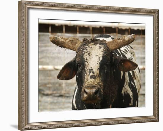 Championship Bulls at the Mequite Rodeo Ranch-Tim Sharp-Framed Photographic Print