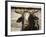 Championship Bulls at the Mequite Rodeo Ranch-Tim Sharp-Framed Photographic Print