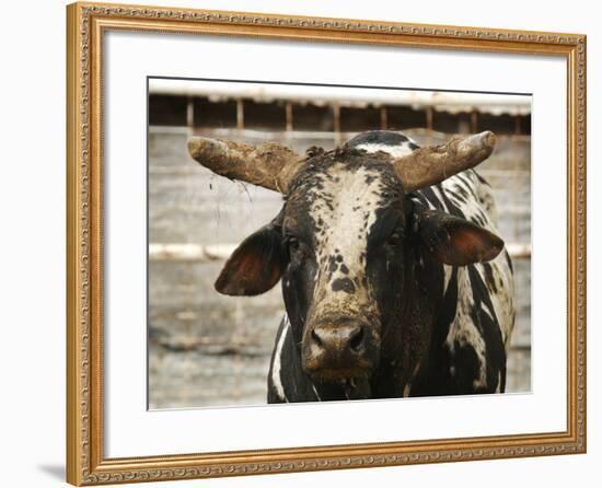 Championship Bulls at the Mequite Rodeo Ranch-Tim Sharp-Framed Photographic Print