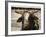 Championship Bulls at the Mequite Rodeo Ranch-Tim Sharp-Framed Photographic Print