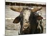 Championship Bulls at the Mequite Rodeo Ranch-Tim Sharp-Mounted Photographic Print
