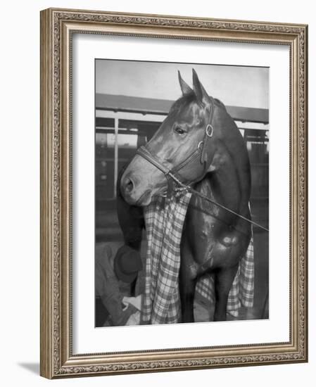 Championship Horse Seabiscuit Standing in Stall after Winning Santa Anita Handicap-Peter Stackpole-Framed Photographic Print