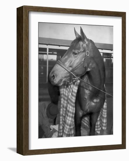 Championship Horse Seabiscuit Standing in Stall after Winning Santa Anita Handicap-Peter Stackpole-Framed Photographic Print