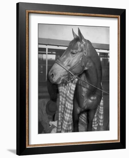 Championship Horse Seabiscuit Standing in Stall after Winning Santa Anita Handicap-Peter Stackpole-Framed Photographic Print