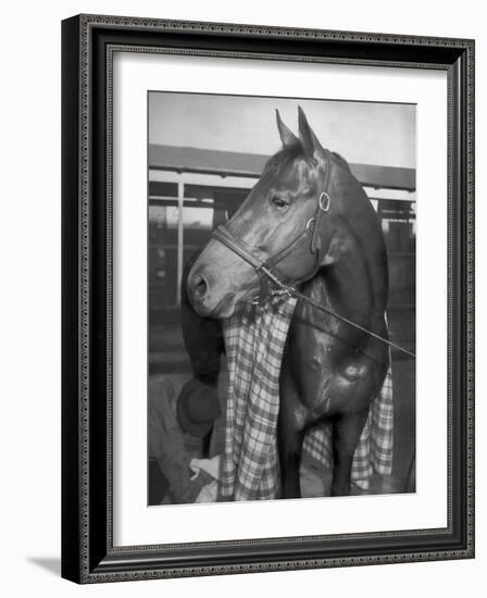 Championship Horse Seabiscuit Standing in Stall after Winning Santa Anita Handicap-Peter Stackpole-Framed Photographic Print