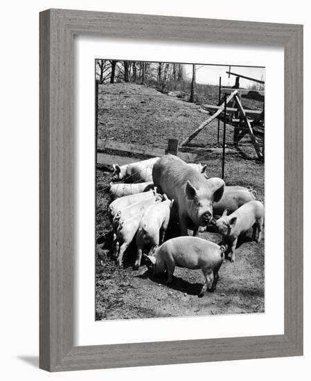 Championship Yorkshire Mother Pig with Babies-Francis Miller-Framed Photographic Print