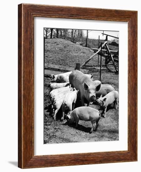 Championship Yorkshire Mother Pig with Babies-Francis Miller-Framed Photographic Print