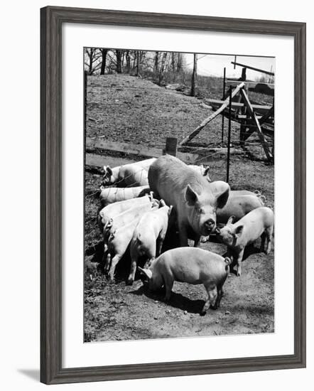 Championship Yorkshire Mother Pig with Babies-Francis Miller-Framed Photographic Print