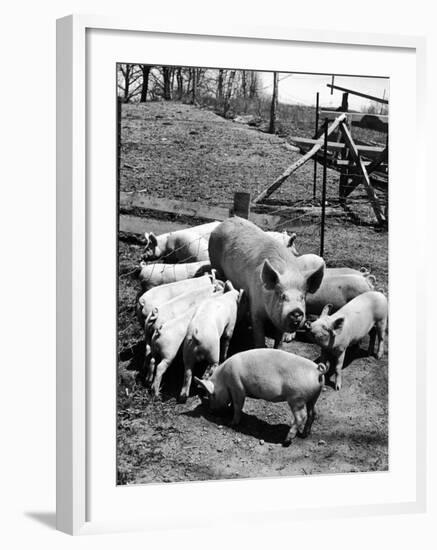 Championship Yorkshire Mother Pig with Babies-Francis Miller-Framed Photographic Print