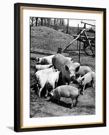 Championship Yorkshire Mother Pig with Babies-Francis Miller-Framed Photographic Print