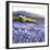 Champs D'Iris, Provence-Hazel Barker-Framed Art Print