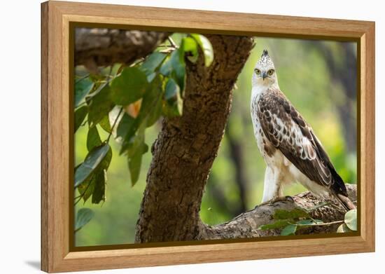 changeable hawk-eagle perched on branch, nepal-karine aigner-Framed Premier Image Canvas