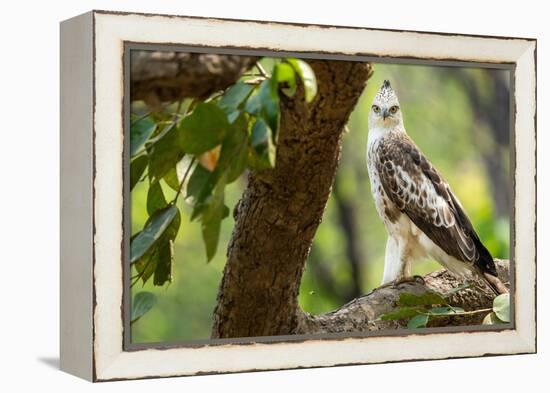 changeable hawk-eagle perched on branch, nepal-karine aigner-Framed Premier Image Canvas