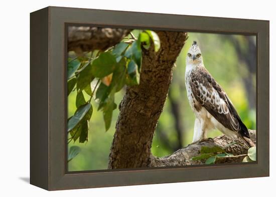 changeable hawk-eagle perched on branch, nepal-karine aigner-Framed Premier Image Canvas