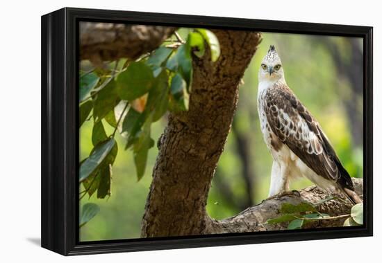 changeable hawk-eagle perched on branch, nepal-karine aigner-Framed Premier Image Canvas