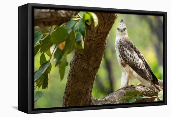 changeable hawk-eagle perched on branch, nepal-karine aigner-Framed Premier Image Canvas