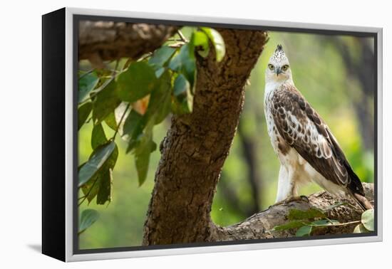 changeable hawk-eagle perched on branch, nepal-karine aigner-Framed Premier Image Canvas