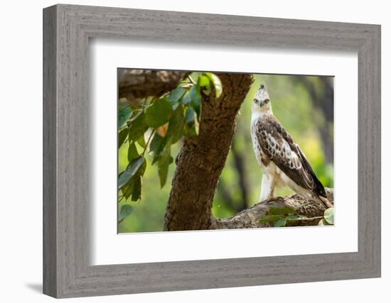 changeable hawk-eagle perched on branch, nepal-karine aigner-Framed Photographic Print