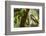 changeable hawk-eagle perched on branch, nepal-karine aigner-Framed Photographic Print