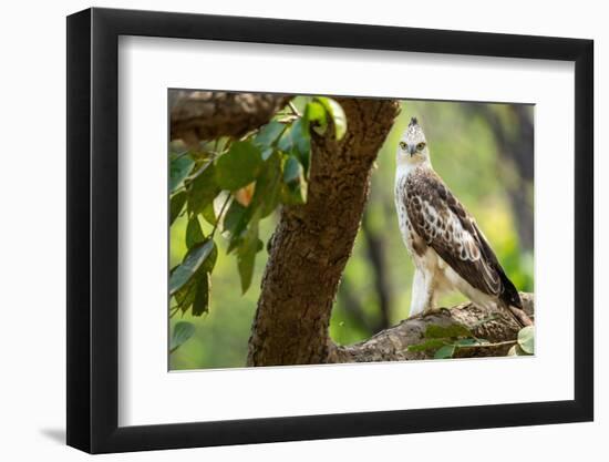 changeable hawk-eagle perched on branch, nepal-karine aigner-Framed Photographic Print