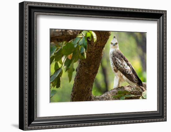 changeable hawk-eagle perched on branch, nepal-karine aigner-Framed Photographic Print