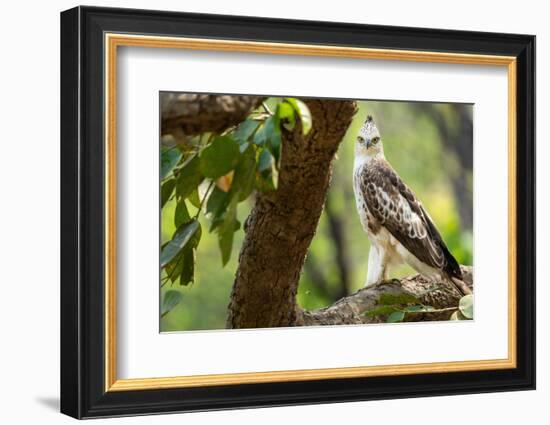 changeable hawk-eagle perched on branch, nepal-karine aigner-Framed Photographic Print