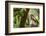 changeable hawk-eagle perched on branch, nepal-karine aigner-Framed Photographic Print