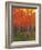 Changing Colors II-Tim O'toole-Framed Art Print