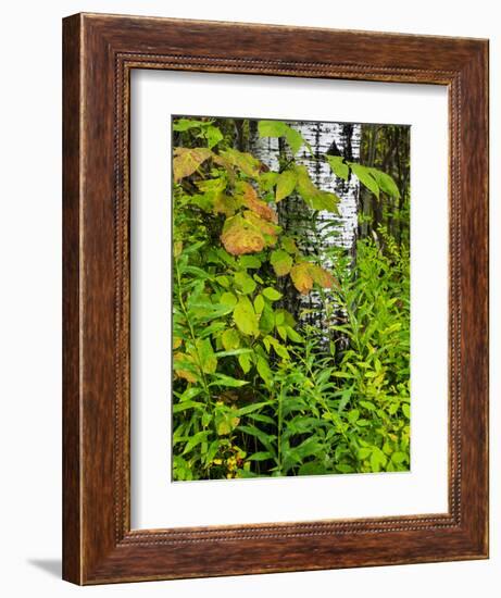 Changing seasons in Upper Michigan-Terry Eggers-Framed Photographic Print