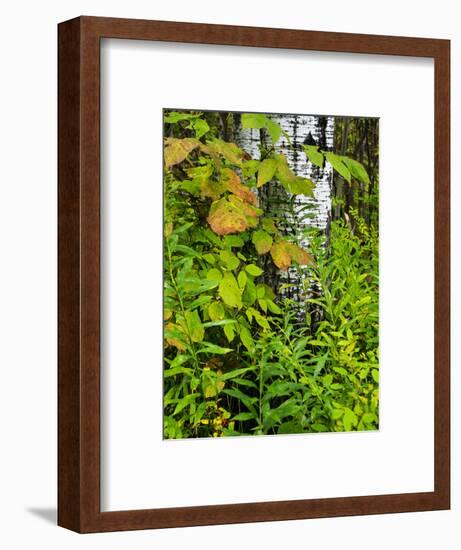 Changing seasons in Upper Michigan-Terry Eggers-Framed Photographic Print