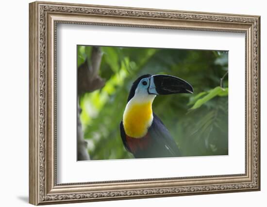 Channel-Billed Toucan, Guyana-Pete Oxford-Framed Photographic Print