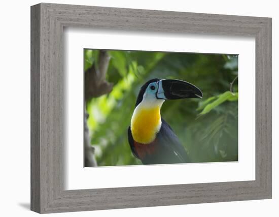 Channel-Billed Toucan, Guyana-Pete Oxford-Framed Photographic Print