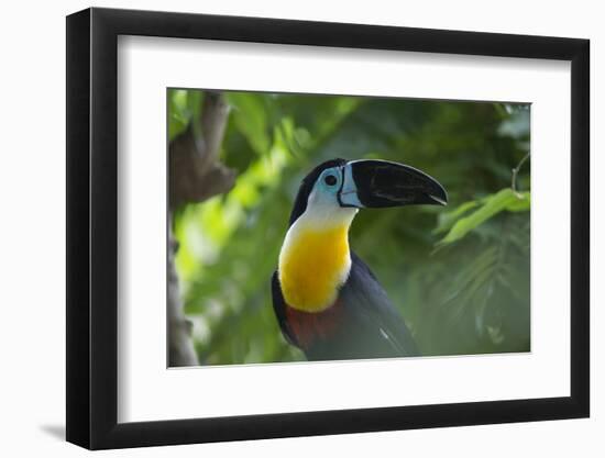 Channel-Billed Toucan, Guyana-Pete Oxford-Framed Photographic Print