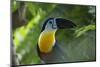 Channel-Billed Toucan, Guyana-Pete Oxford-Mounted Photographic Print