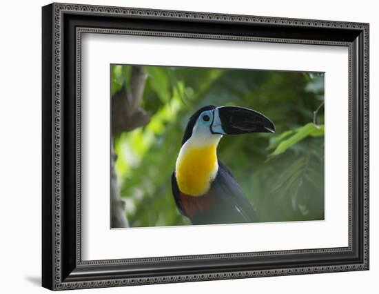 Channel-Billed Toucan, Guyana-Pete Oxford-Framed Photographic Print