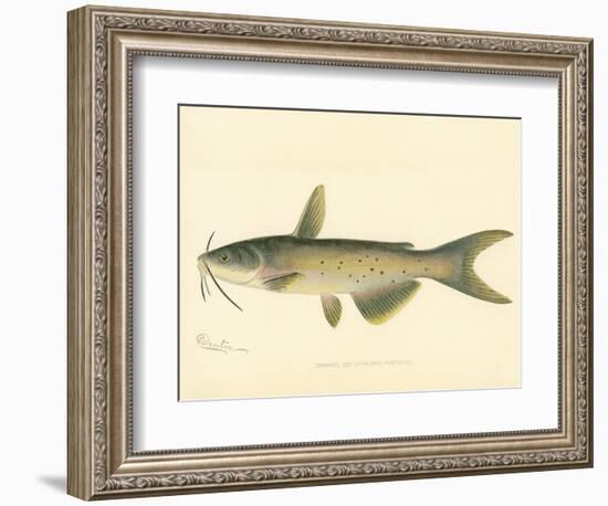 Channel Cat-null-Framed Giclee Print