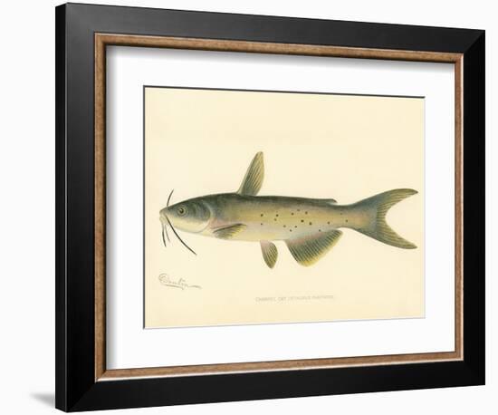 Channel Cat-null-Framed Giclee Print