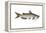 Channel Catfish (Ictalurus Punctatus), Fishes-Encyclopaedia Britannica-Framed Stretched Canvas