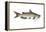 Channel Catfish (Ictalurus Punctatus), Fishes-Encyclopaedia Britannica-Framed Stretched Canvas