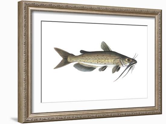 Channel Catfish (Ictalurus Punctatus), Fishes-Encyclopaedia Britannica-Framed Art Print