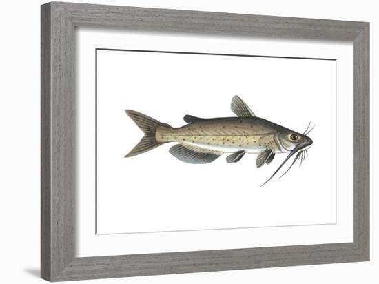 Channel Catfish (Ictalurus Punctatus), Fishes-Encyclopaedia Britannica-Framed Art Print