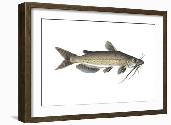 Channel Catfish (Ictalurus Punctatus), Fishes-Encyclopaedia Britannica-Framed Art Print