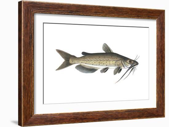 Channel Catfish (Ictalurus Punctatus), Fishes-Encyclopaedia Britannica-Framed Art Print