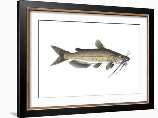 Channel Catfish (Ictalurus Punctatus), Fishes-Encyclopaedia Britannica-Framed Art Print