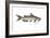 Channel Catfish (Ictalurus Punctatus), Fishes-Encyclopaedia Britannica-Framed Art Print