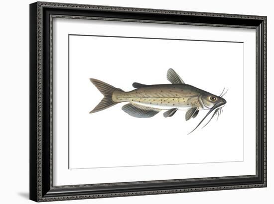 Channel Catfish (Ictalurus Punctatus), Fishes-Encyclopaedia Britannica-Framed Art Print