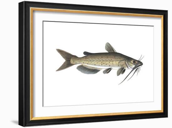 Channel Catfish (Ictalurus Punctatus), Fishes-Encyclopaedia Britannica-Framed Art Print